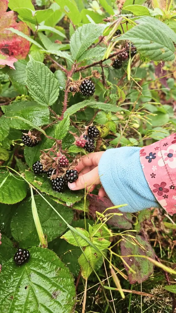 kita waldstrolche manebach naturerfahrung kita waldstrolche manebach naturerfahrung